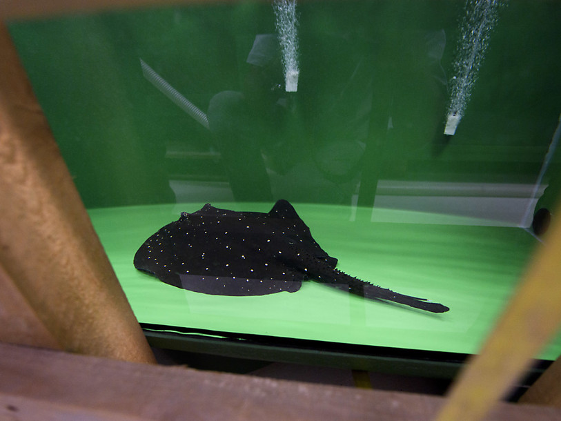 Lausanne: Aquatis se prépare pour son ouverture au printemps