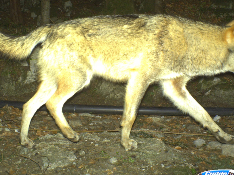 Loup abattu dans le canton d'Uri