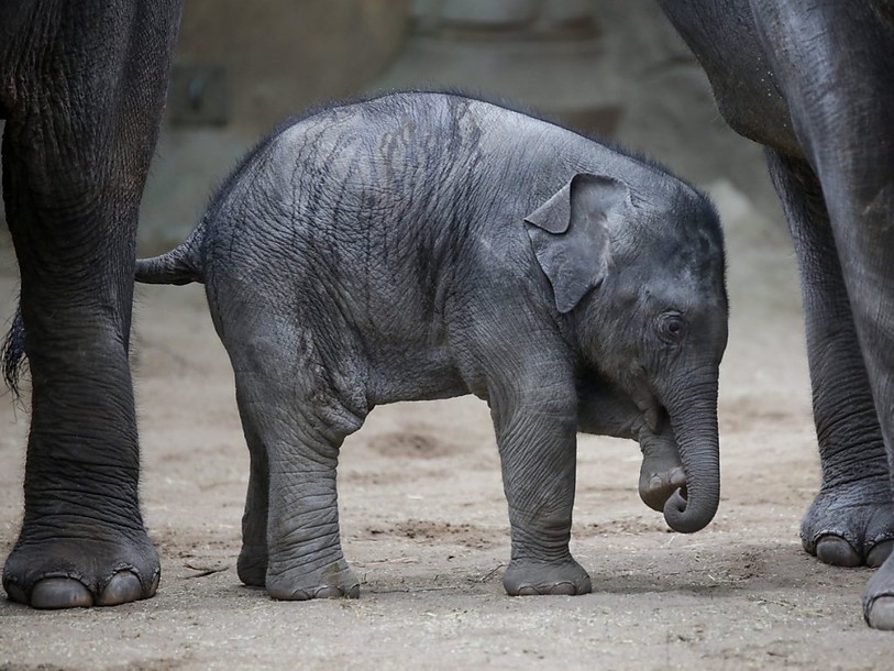 Le braconnage d'éléphants en baisse en Afrique, reste trop élevé