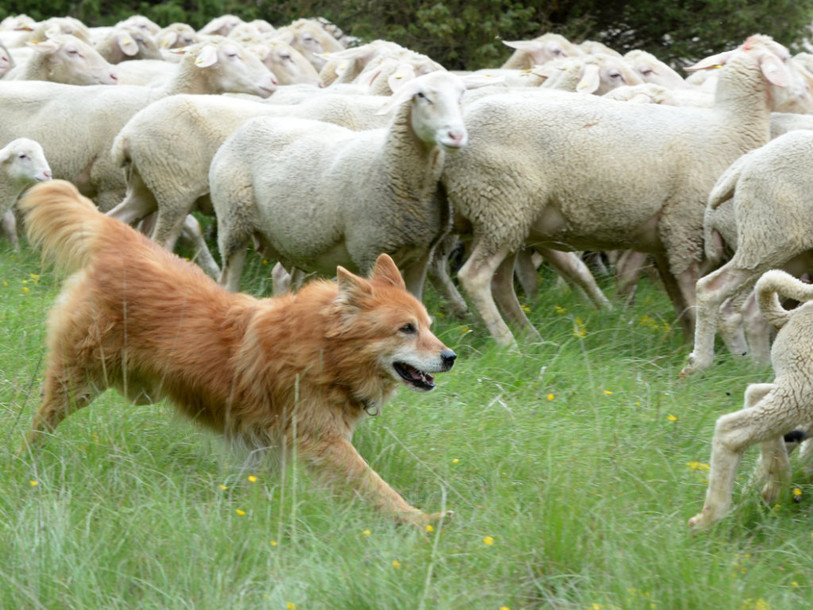 Un loup abattu dans le canton d'Uri, un autre en sursis en Valais