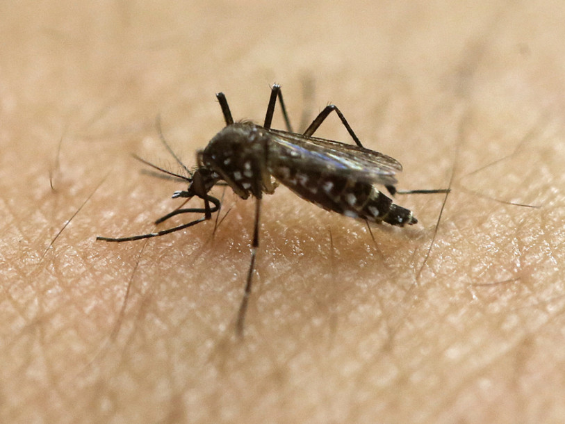 Zika: premiers cas de contamination locale aux Etats-Unis