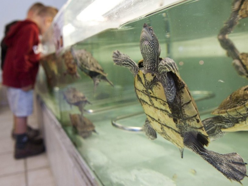 Chavornay (VD): cinq tortues rares sauvées des casseroles chinoises