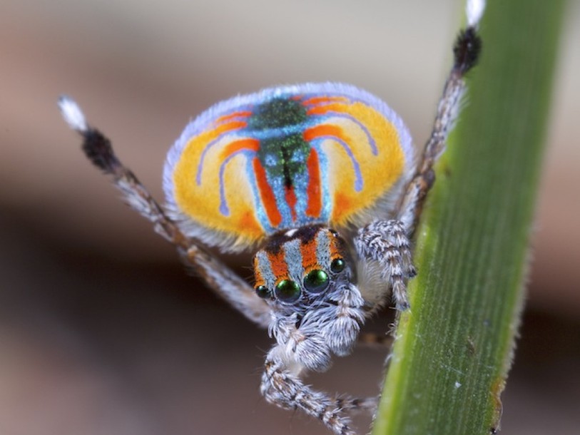 L’araignée paon mâle sait moduler la lumière