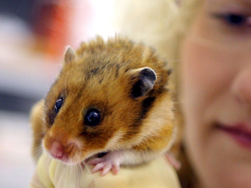 Davantage d'expérimentations animales en 2015