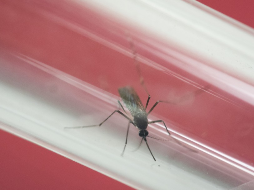 Virus Zika: état d'urgence sanitaire décrété à Porto Rico