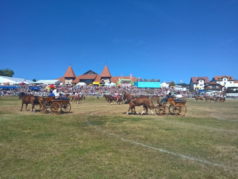 La solidarité s'invite à la fête du cheval à Saignelégier (JU)