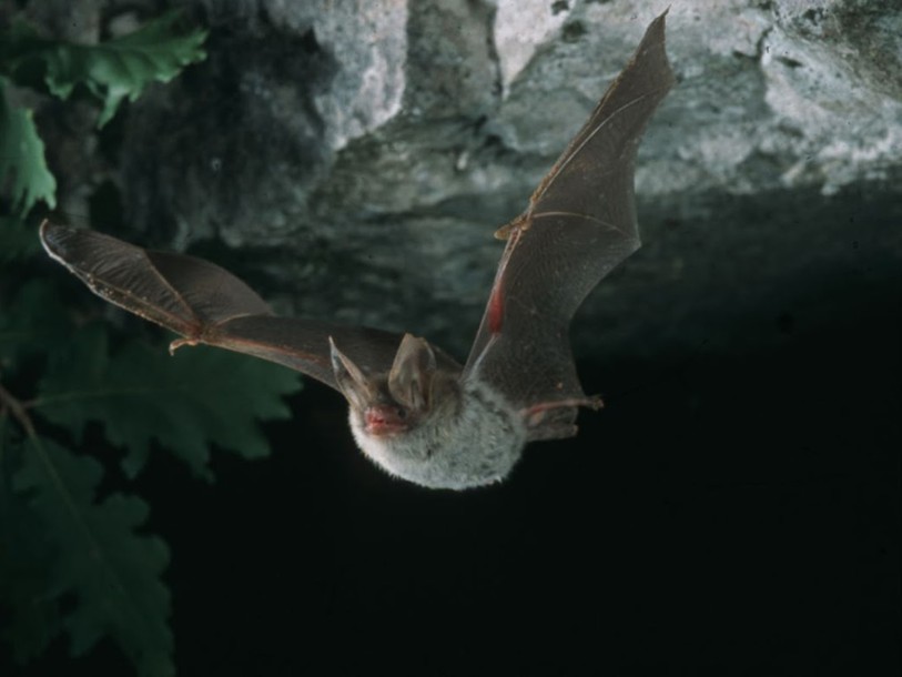 A fin août, animations gratuites pour la nuit des chauves-souris