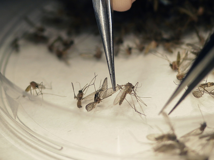 Cinq cas de transmission locale de Zika à Miami Beach