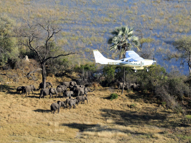 Les éléphants des savanes ont décliné de 30% entre 2007 et 2014
