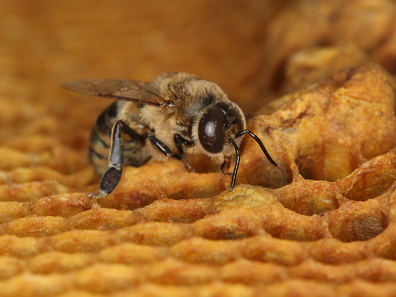 Millions d'abeilles mortes après l'épandage d'insecticide anti-Zika