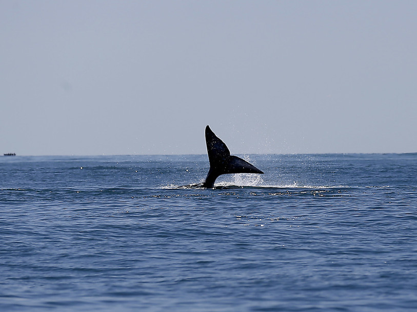 Un accord avec un groupe pétrolier donne de l'air aux baleines