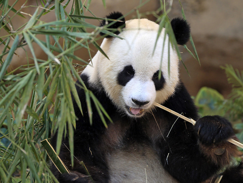Le panda géant n'est plus 