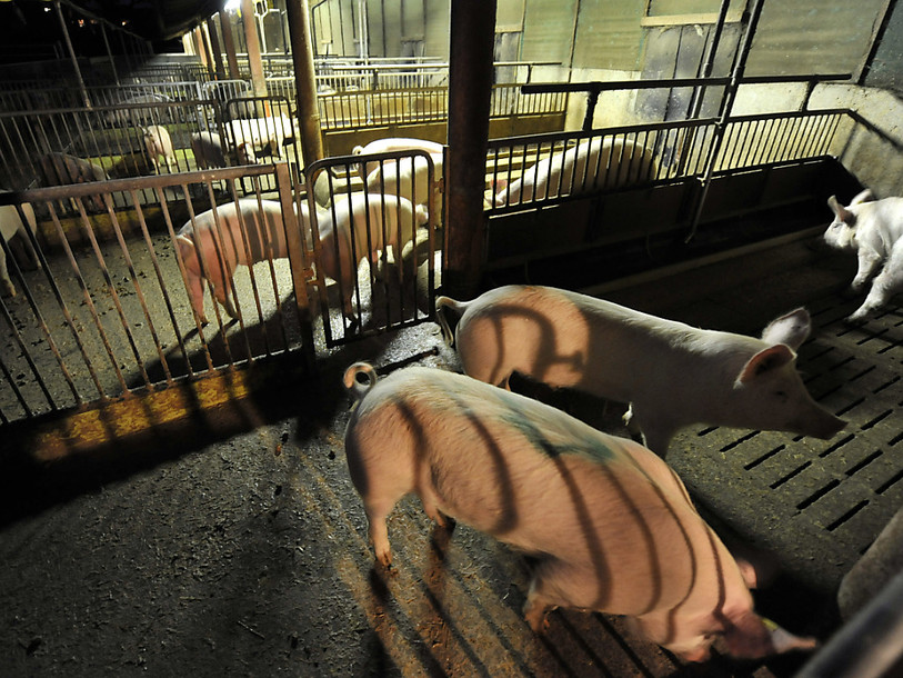 Bell et Micarna bloquent leur coopération avec un éleveur de porcs