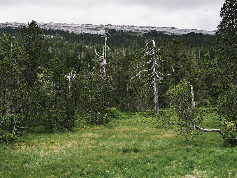 Plantes et coléoptères sensibles toujours plus menacés