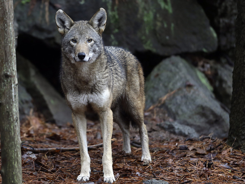 La protection du loup doit être assouplie