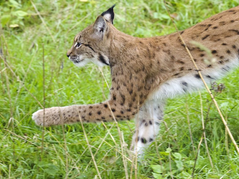 Un cadavre de lynx retrouvé à Schwellbrunn (AR)