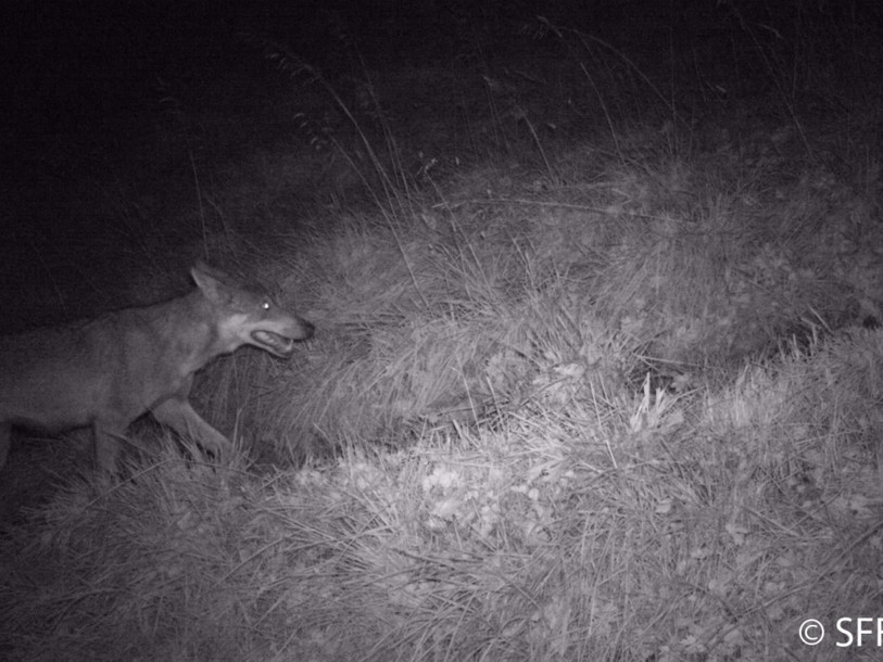 Un loup et une louve repérés dans le canton de Fribourg