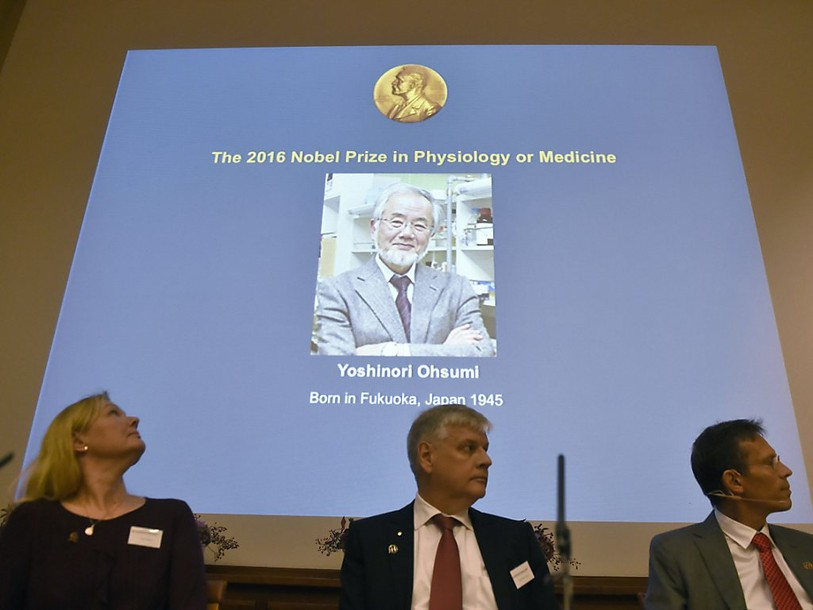 Le Nobel de médecine récompense des recherches sur l'autophagie