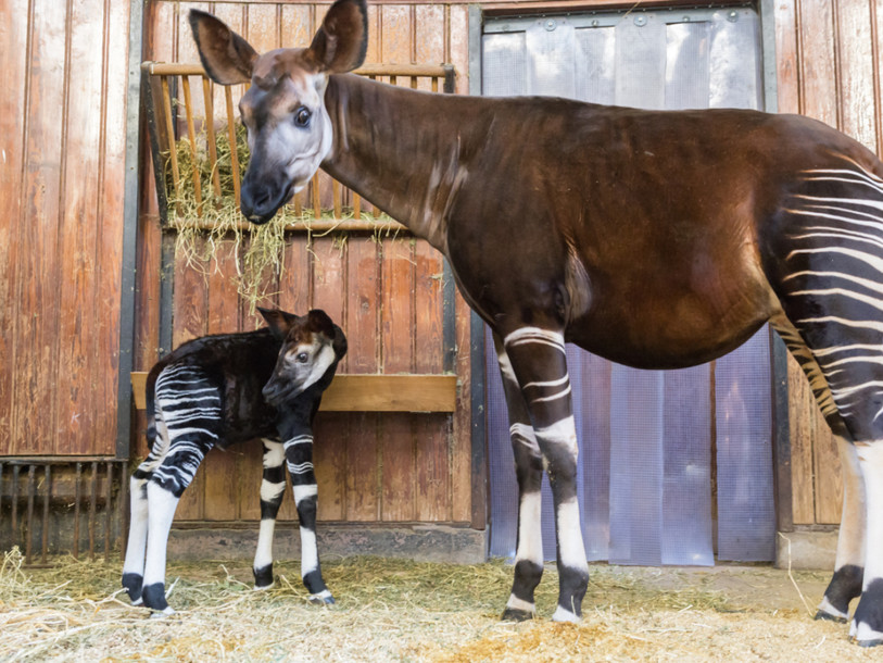 Naissance d'un okapi au zoo de Bâle, première depuis onze ans