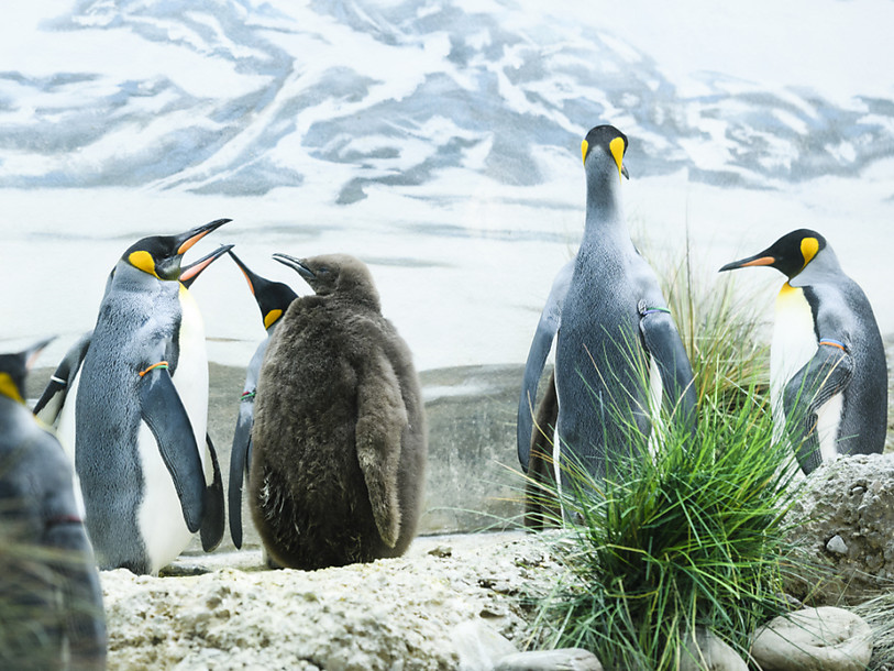 Heureux événement chez les manchots royaux du zoo de Zurich