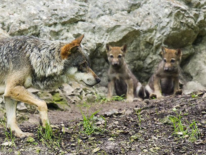 Présence d'une meute confirmée en Valais
