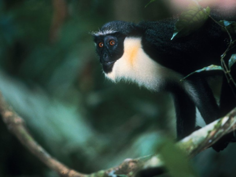 Cercopithèques en alerte: les mâles se fient aux femelles