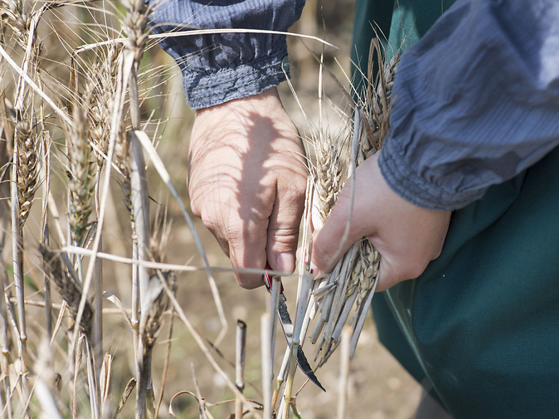 L'OFEV autorise un essai de terrain avec du blé transgénique