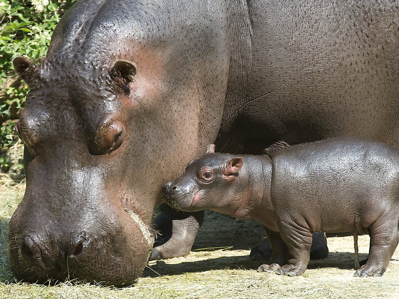 un-petit-hippopotame-est-n-au-zoo-de-b-le-la-semaine-derni-re-rjb
