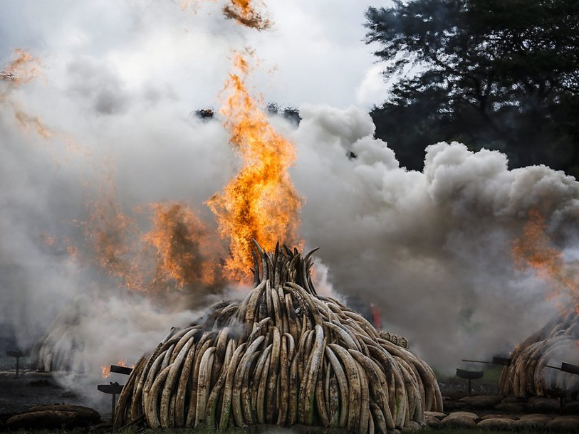 Les tueries d'éléphants, massacrés pour leur ivoire, s'intensifient