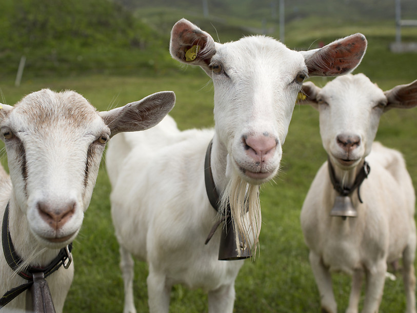 Le lait de chèvre est toujours plus demandé en Suisse