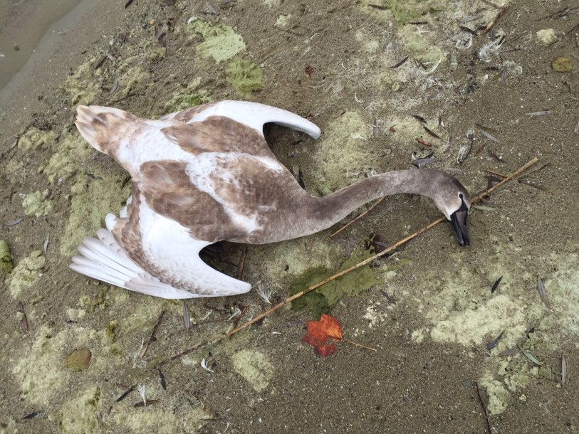 Un cygne mort de la grippe aviaire à Estavayer (FR)