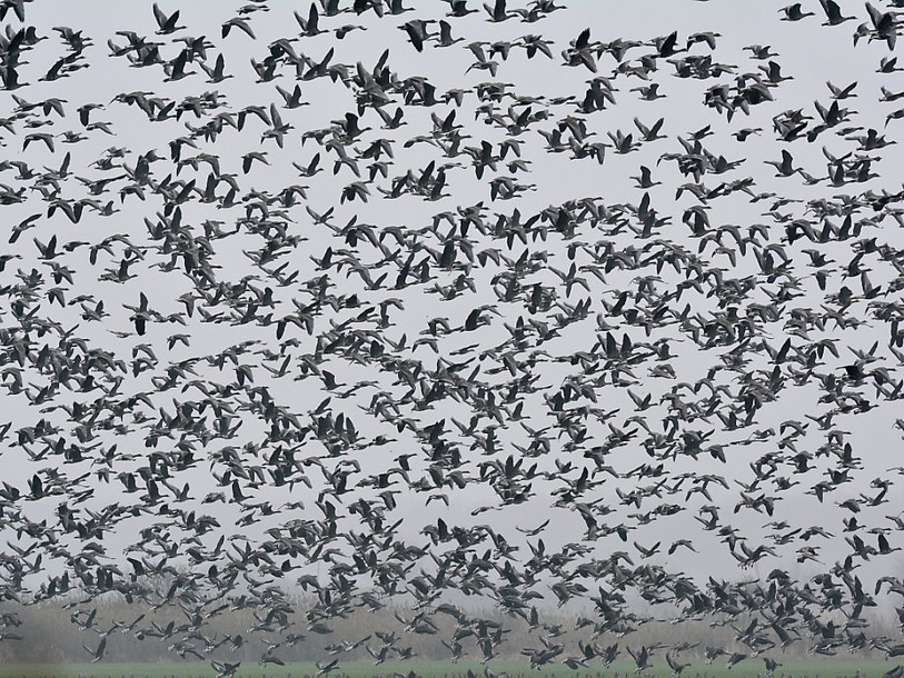 Des milliers d'oies meurent après s'être posées sur un lac toxique
