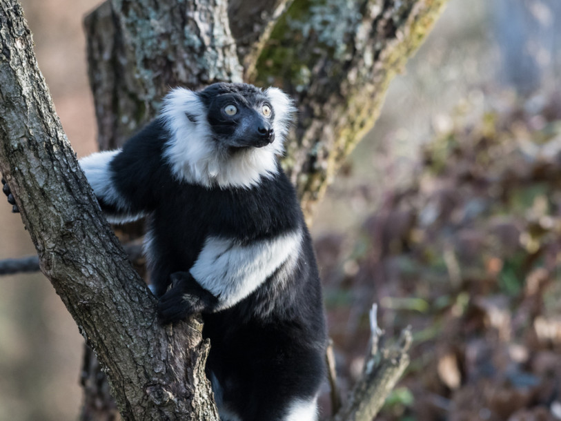 Deux makis noir et blanc s'installent au zoo de Bâle