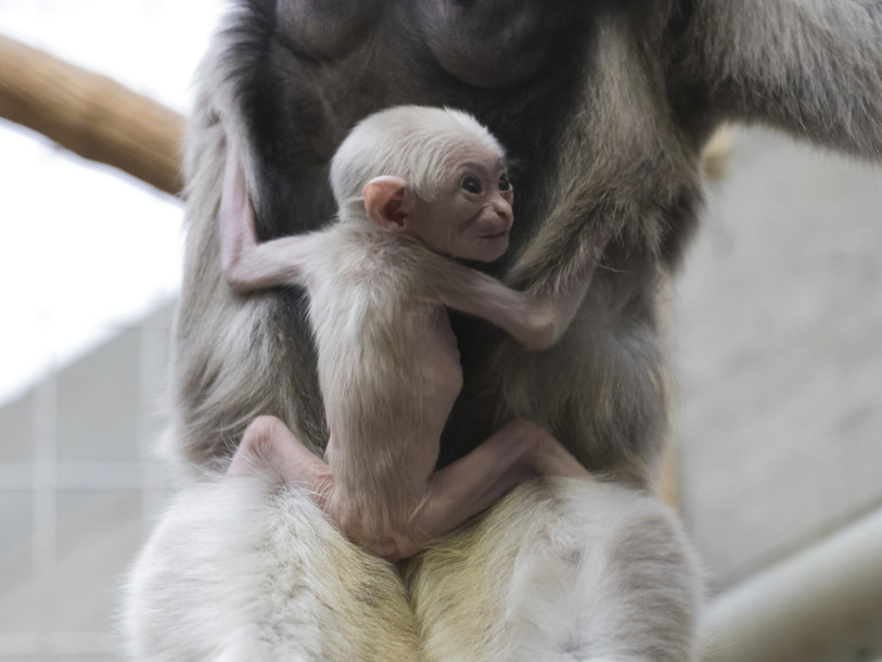 Naissance d'un gibbon à bonnet au zoo de Zurich