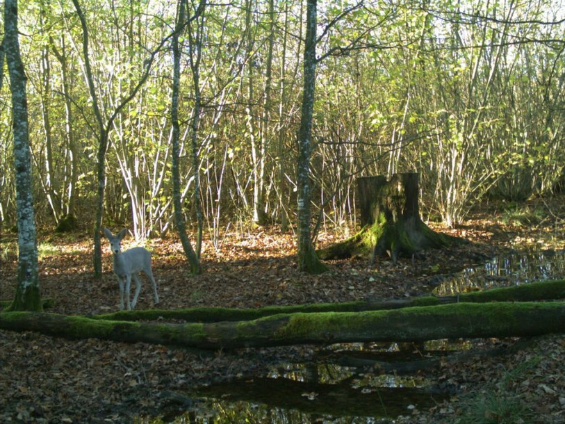 Un chevreuil blanc repéré dans les bois de Versoix (GE)