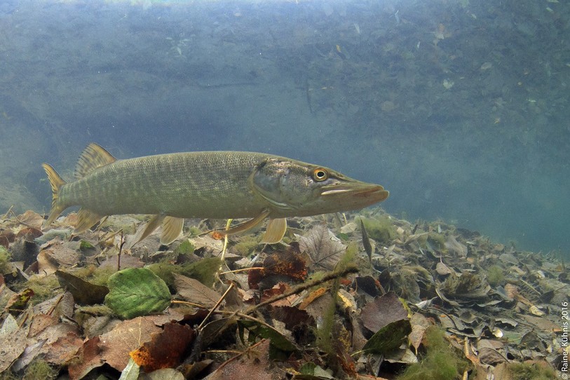 Le brochet est le poisson de l'année (Photo : Fédération Suisse de Pêche)