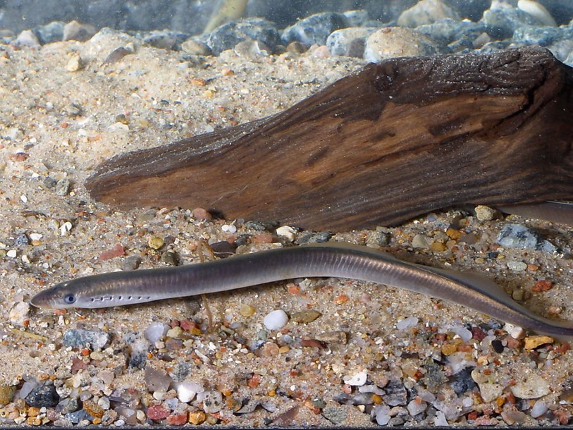 La petite lamproie élue poisson de l'année par les pêcheurs