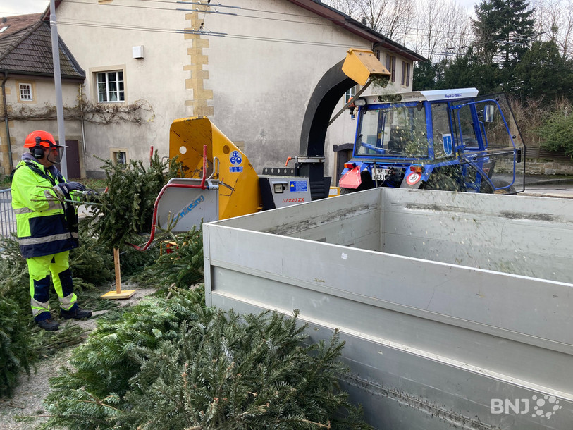 Les sapins ont été transformés en copeaux de bois. 