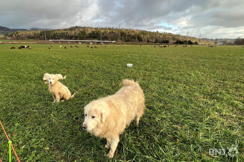 Parmi les quatre chiens de la race Abruzze actuellement à Bassecourt, deux sont encore en formation : ils apprennent à devenir chien de protection des troupeaux.