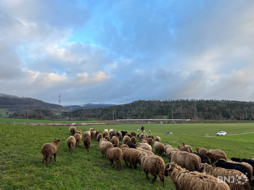 Les ovins, mais aussi les caprins, sont particulièrement exposés aux attaques de loups, selon les autorités neuchâteloises. (Photo d'illustration)