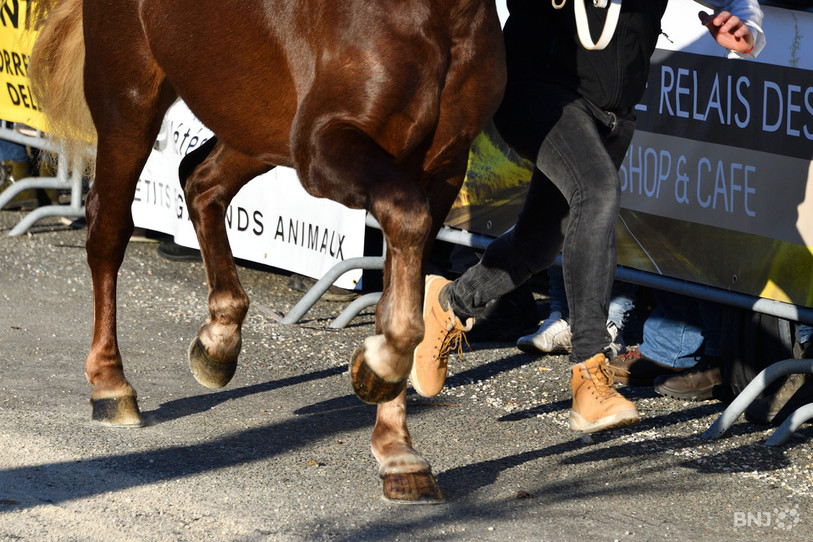 L'exécutif cantonal a répondu à une question écrite concernant le cheval FM. (Photo : Georges Henz/archives)