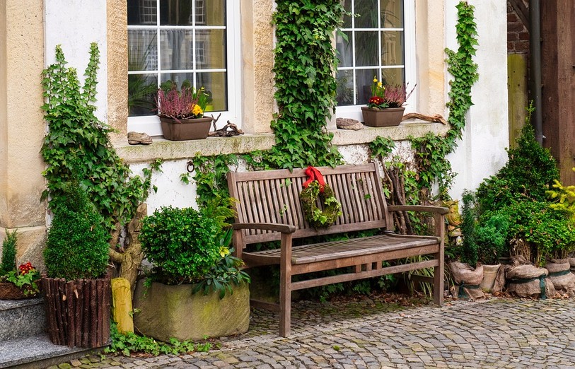 Les plantes grimpantes