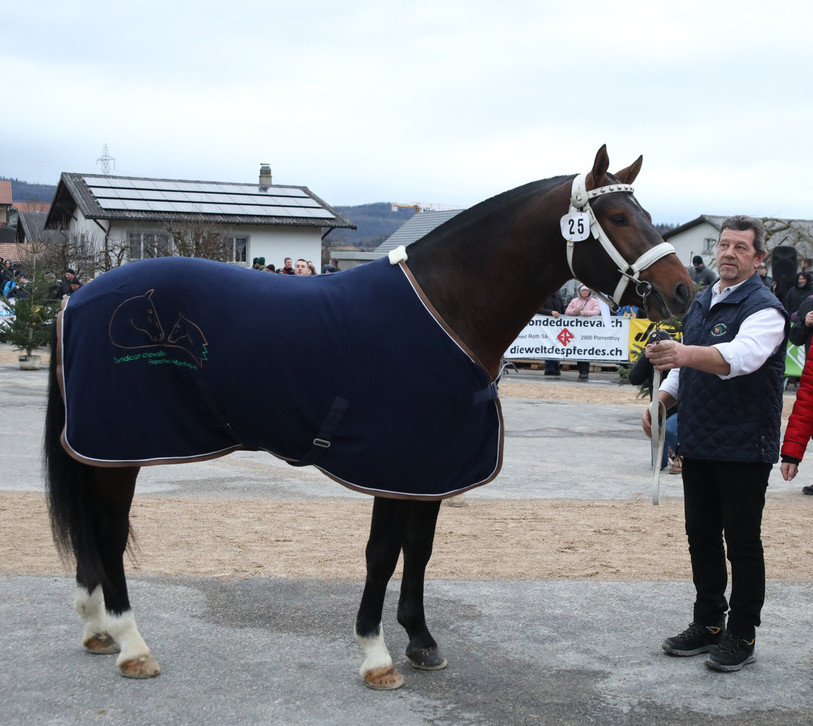 Le cheval d'André Jeanbourquin, Lindor, est arrivé en tête de la sélection nationale. (Photo : FSFM).