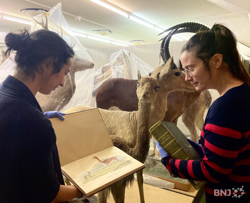 Comment Johann-Jakob von Tschudi a-t-il obtenu ce lama, maintenant conservé au Muséum d’histoire naturelle, lors d’une expédition au Pérou de 1838 à 1843 ? Quelques réponses se trouvent peut-être dans les livres tenus par les conservatrices Celia Bueno (gauche) et Pauline de Montmollin (droite).