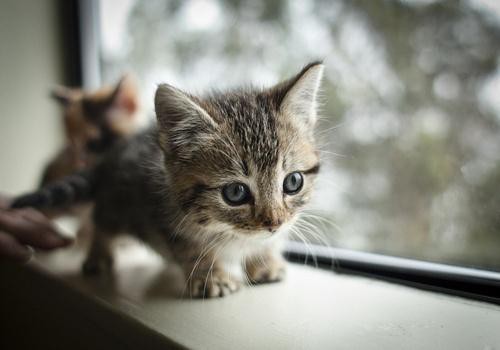 Oui, c'est un chaton très mignon