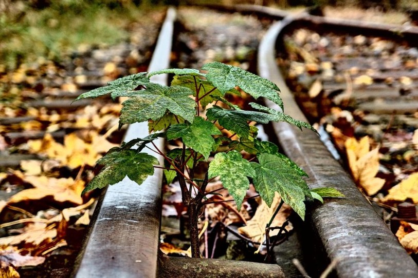 Pousse d'arbre entre des rails