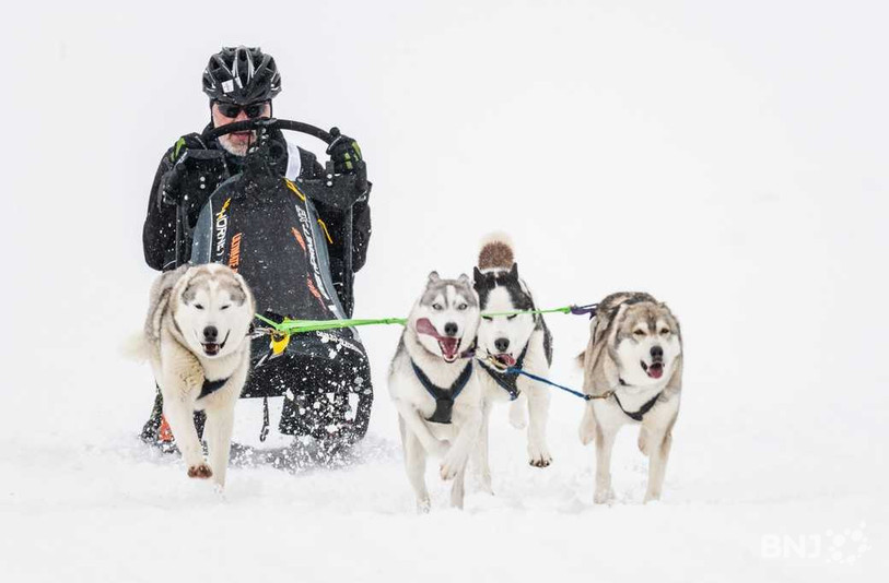 Les chiens et leurs mushers pourront être de sortie ce week-end à Saignelégier (archive: Jonathan Vallat).