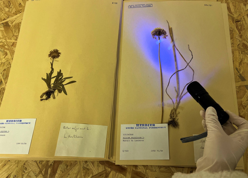 Certains spécimens végétaux seront d'abord reconditionnés sur de nouvelles planches, d’autres planches réparées et la taxonomie de tous les spécimens se-ra vérifiée et révisée si nécessaire. (photo : JURASSICA)