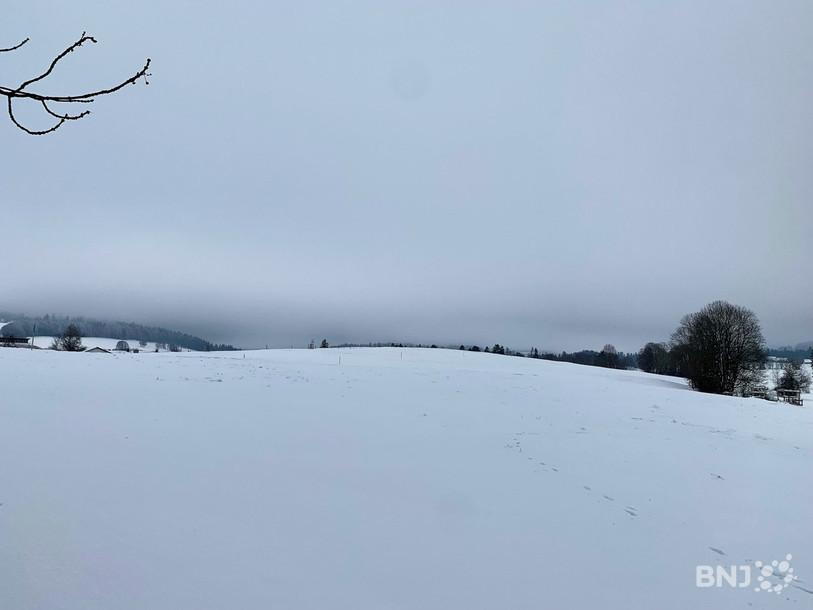 Le grand froid du Noirmont est propice à l'entraînement des chiens de traineau, même si la neige n'abonde pas.