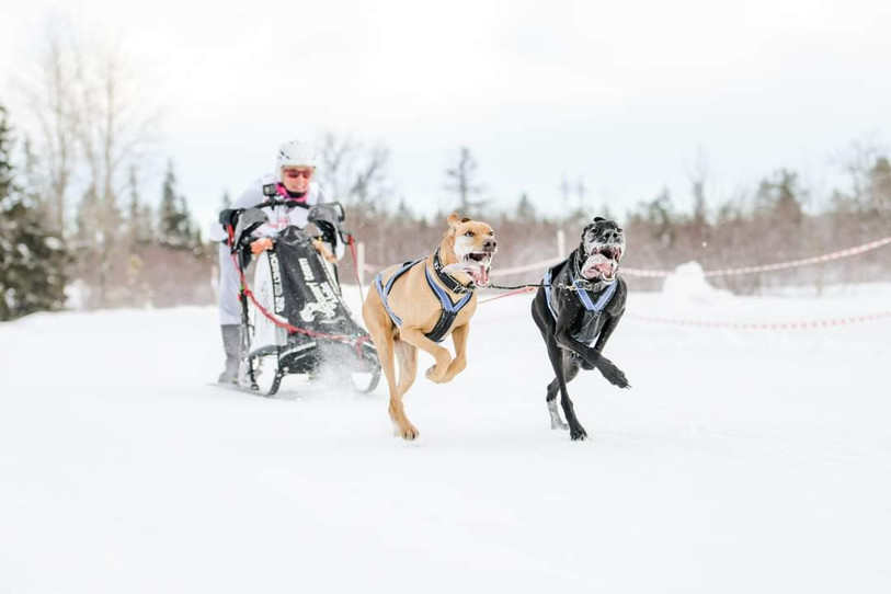 Ces chiens sont de véritables athlètes, pointe de vitesse 46 km/h (photo : Séverine Boillat).